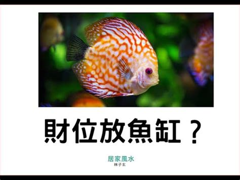 財位可以放魚缸嗎|財位魚缸風水：2024年最新指南